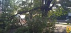 Дерево акації поблизу Дитячо-юнацького центру національного відродження у Первомайську розкололося
