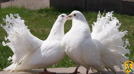 18 березня 2023 року у м. Первомайську відбудеться ярмарок-розпродаж голубів різних порід