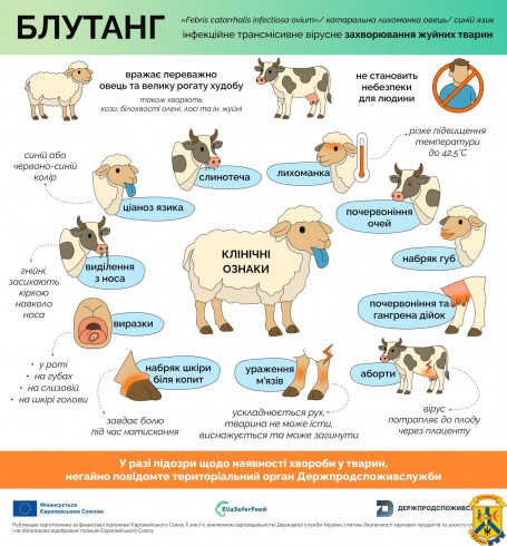 Створено “гарячу лінію” для повідомлення про захворювання тварин на ящур чи блутанг