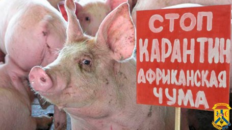 Африканська чума свиней в Одеській області