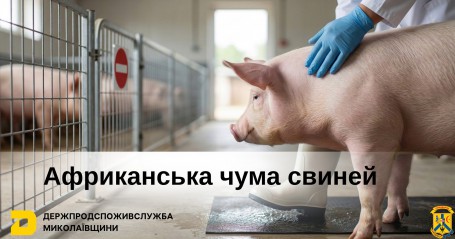 АФРИКАНСЬКА ЧУМА СВИНЕЙ